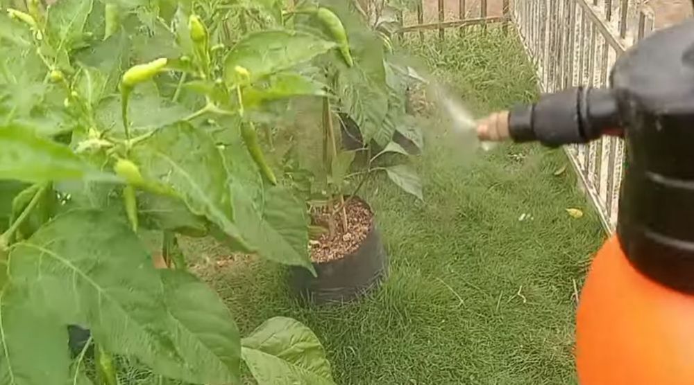 Jadi penyebab buah lebat, ini trik agar bunga tanaman cabai tak rontok meski tanpa garam dan micin