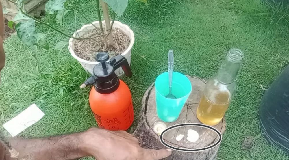 Jadi penyebab buah lebat, ini trik agar bunga tanaman cabai tak rontok meski tanpa garam dan micin