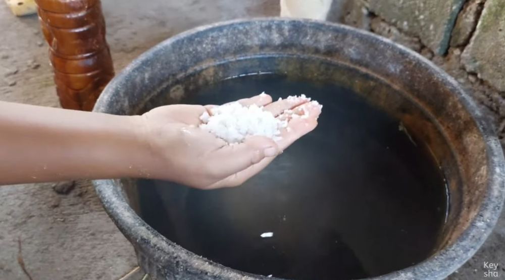 Bukan diberi rumput, begini cara bikin pakan sapi supaya cepat gemuk pakai tambahan 2 bahan dapur