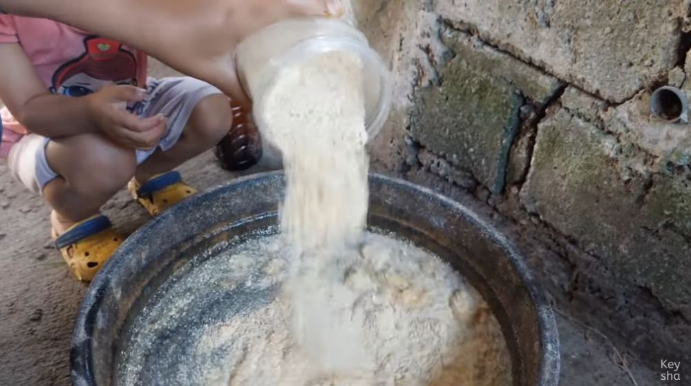 Bukan diberi rumput, begini cara bikin pakan sapi supaya cepat gemuk pakai tambahan 2 bahan dapur