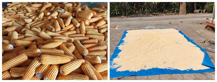 Bukan diberi rumput, begini cara bikin pakan sapi supaya cepat gemuk pakai tambahan 2 bahan dapur