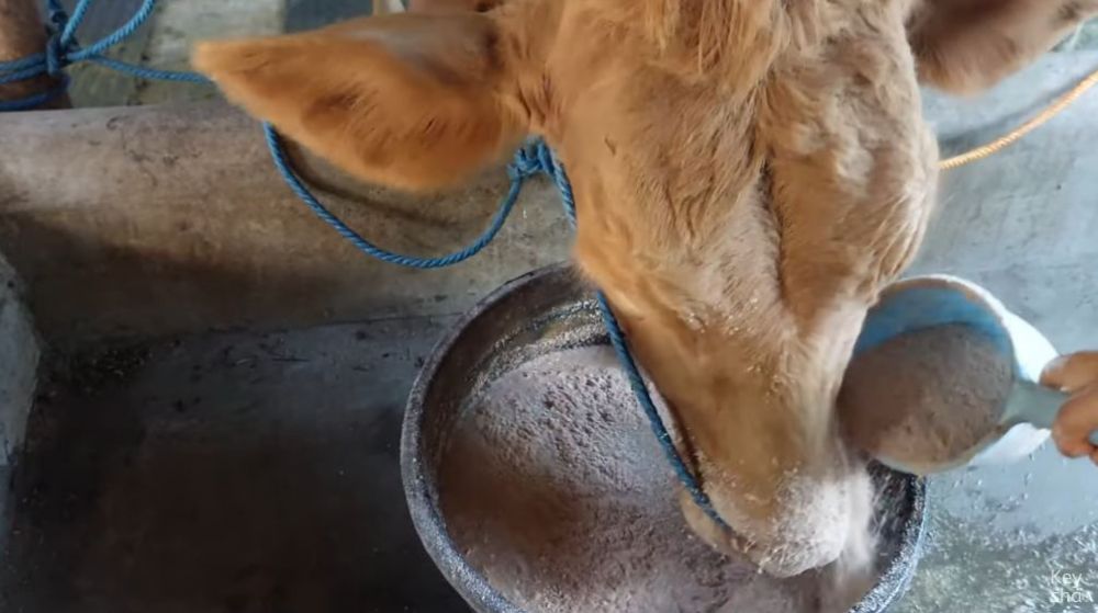Bukan diberi rumput, begini cara bikin pakan sapi supaya cepat gemuk pakai tambahan 2 bahan dapur