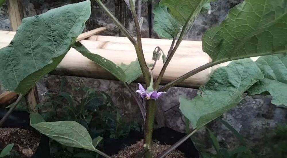 Tak perlu pakai garam, ini trik agar tanaman terong berbuah lebat dan besar hanya pakai 1 bahan dapur