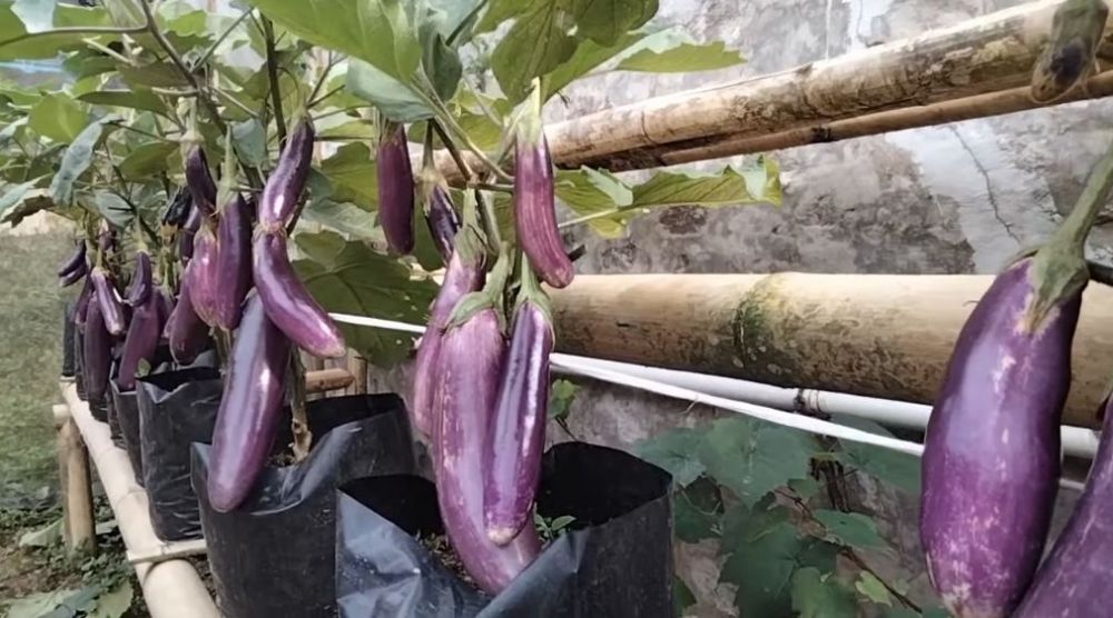 Tak perlu pakai garam, ini trik agar tanaman terong berbuah lebat dan besar hanya pakai 1 bahan dapur