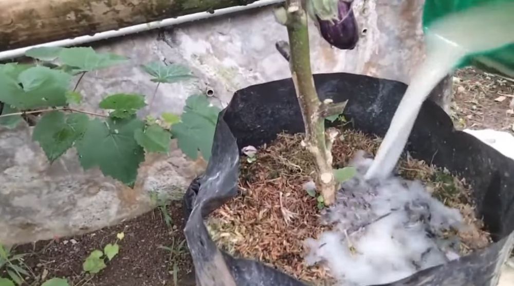 Tak perlu pakai garam, ini trik agar tanaman terong berbuah lebat dan besar hanya pakai 1 bahan dapur
