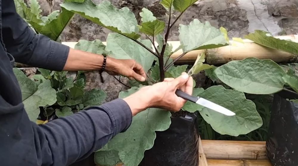 Tak perlu pakai garam, ini trik agar tanaman terong berbuah lebat dan besar hanya pakai 1 bahan dapur