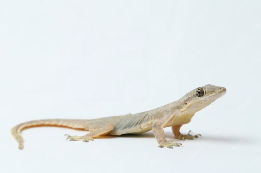 Tanpa lada atau nasi, ini cara ampuh basmi cicak cuma pakai 1 ampas dapur