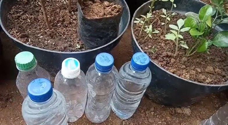 Tanpa garam & micin, ini trik agar tanaman jeruk purut kian segar di musim kemarau pakai 1 ampas dapur