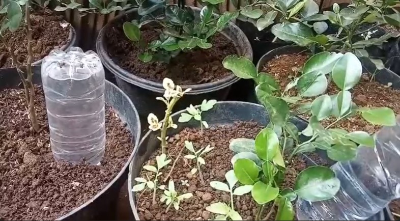 Tanpa garam & micin, ini trik agar tanaman jeruk purut kian segar di musim kemarau pakai 1 ampas dapur