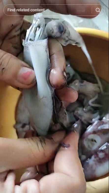 Tak perlu baking soda, ini trik mengolah cumi agar semakin empuk dan tidak amis pakai 1 bumbu dapur