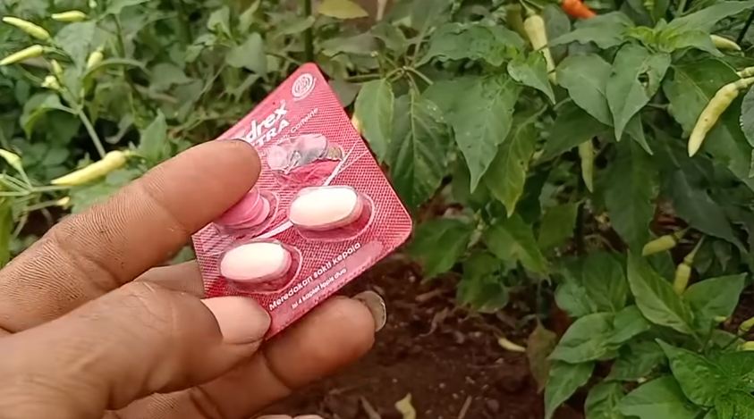 Bukan pakai bumbu dapur, ini cara menyuburkan tanaman cabai agar berbuah lebat pakai 1 jenis obat