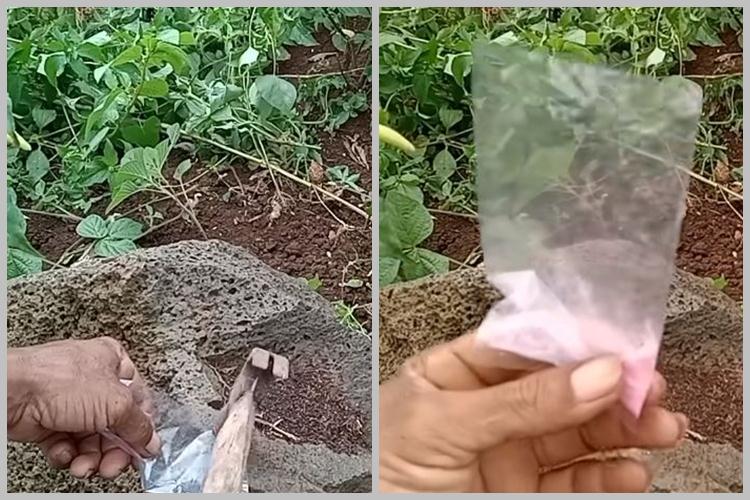 Bukan pakai bumbu dapur, ini cara menyuburkan tanaman cabai agar berbuah lebat pakai 1 jenis obat