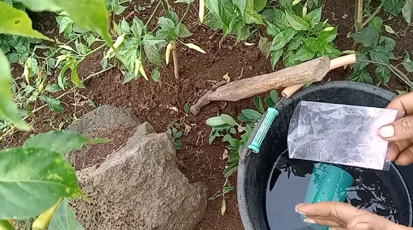 Bukan pakai bumbu dapur, ini cara menyuburkan tanaman cabai agar berbuah lebat pakai 1 jenis obat