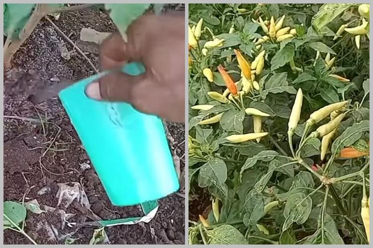 Bukan pakai bumbu dapur, ini cara menyuburkan tanaman cabai agar berbuah lebat pakai 1 jenis obat