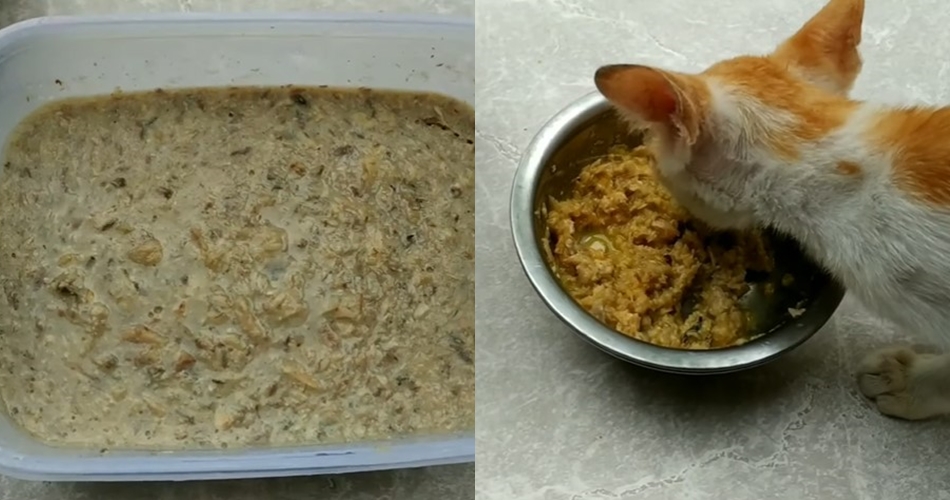 Modal Rp30 ribuan untuk 7 hari, ini cara bikin makanan kucing agar cepat gemuk dan sehat pakai 3 bahan