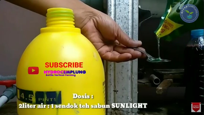 Trik suburkan daun pohon cabai yang menguning dan keriting agar berbuah lebat lagi pakai 2 bahan dapur