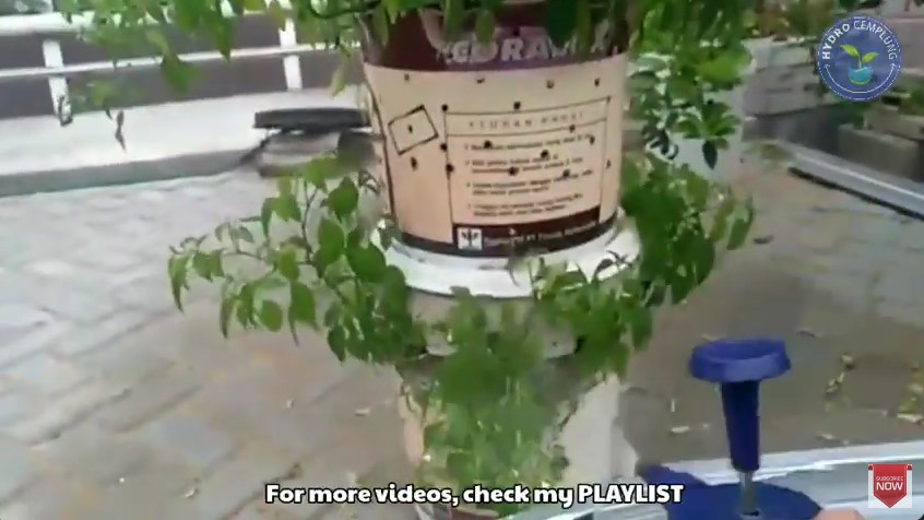 Trik suburkan daun pohon cabai yang menguning dan keriting agar berbuah lebat lagi pakai 2 bahan dapur