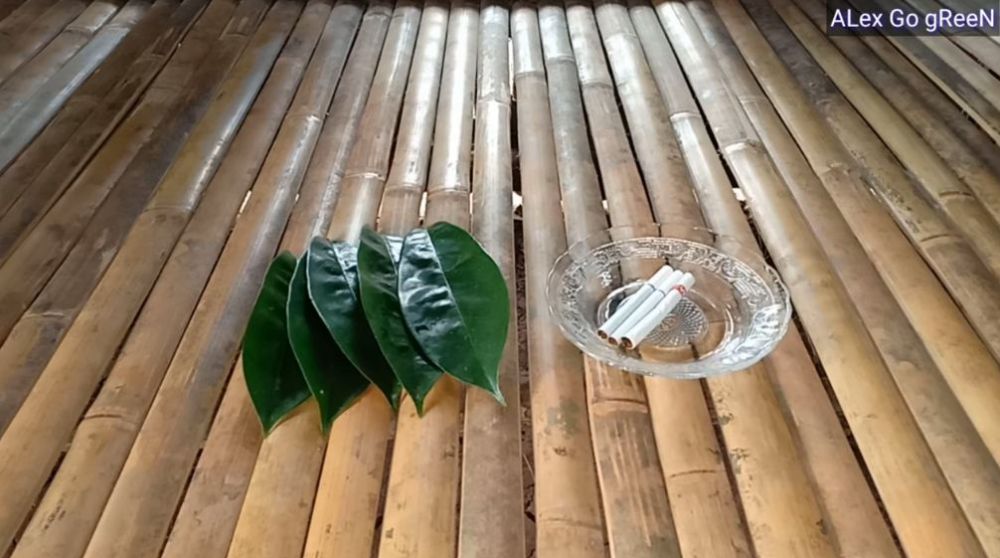 Tanpa micin atau air beras, ini trik agar tanaman seledri makin subur dan bebas hama sampai panen