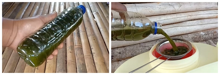 Tanpa micin atau air beras, ini trik agar tanaman seledri makin subur dan bebas hama sampai panen