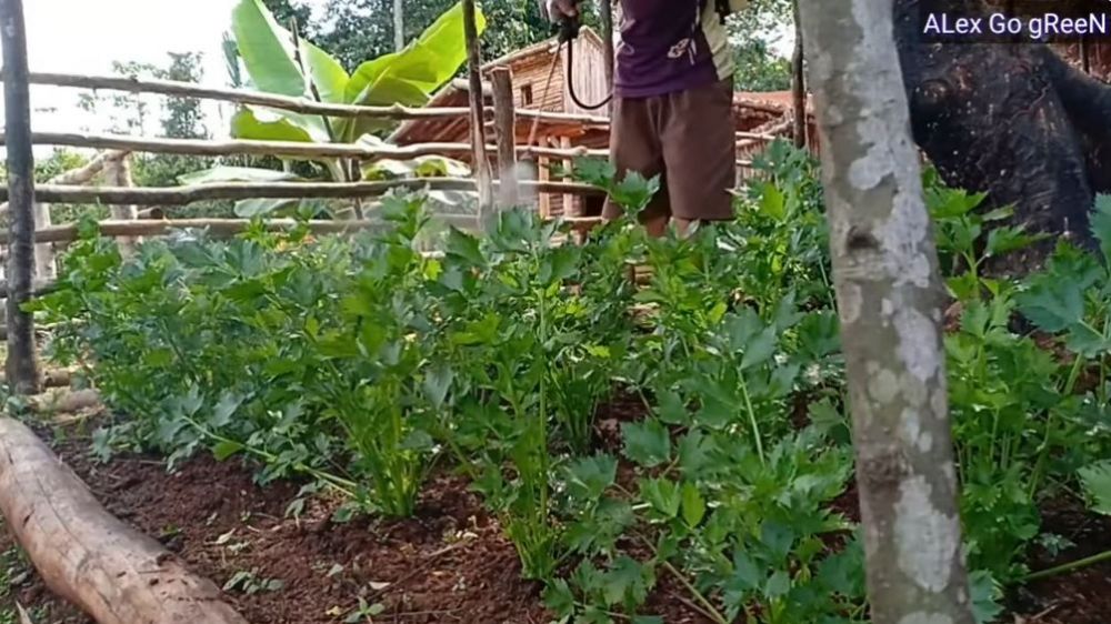 Tanpa micin atau air beras, ini trik agar tanaman seledri makin subur dan bebas hama sampai panen