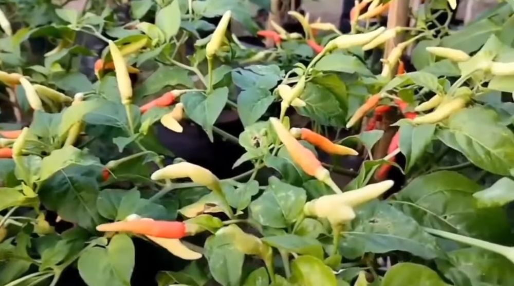 Bukan diberi micin dan air beras, ini trik agar tanaman cabai berbuah lebat cuma pakai 1 bumbu dapur