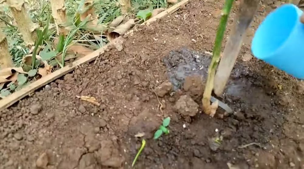 Bukan diberi micin dan air beras, ini trik agar tanaman cabai berbuah lebat cuma pakai 1 bumbu dapur