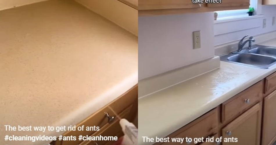 Bukan pakai bumbu rempah, ini trik membasmi semut di dapur cuma mengandalkan 1 bahan dapur