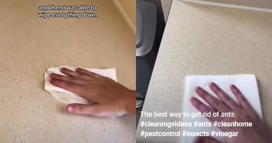 Bukan pakai bumbu rempah, ini trik membasmi semut di dapur cuma mengandalkan 1 bahan dapur