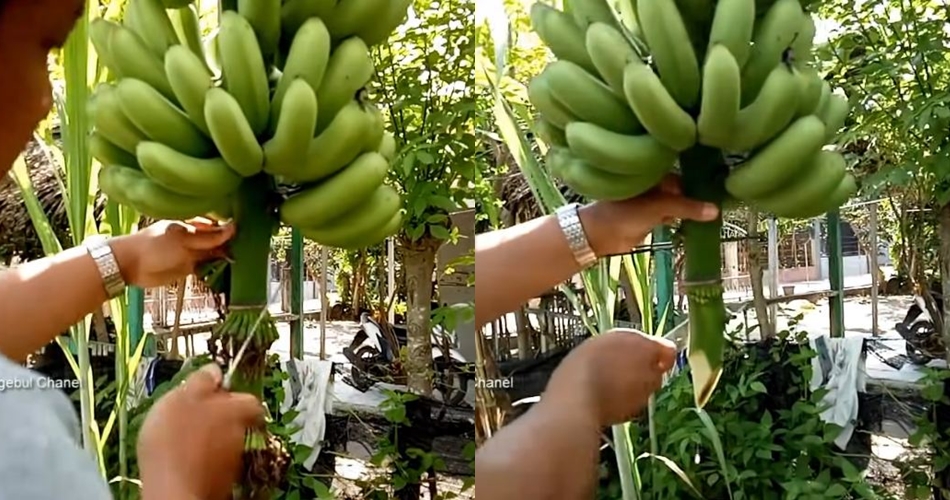 Tanpa micin atau air beras, ini trik merawat pohon pisang agar buahnya lebih manis pakai 1 bahan dapur