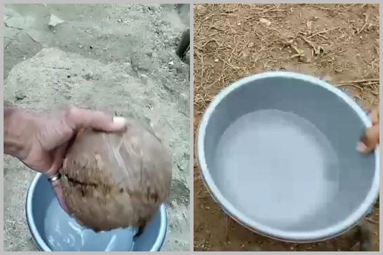 Tak cuma micin, ini trik merawat tanaman cabai agar subur dan berbuah lebat tambah 1 jenis minuman