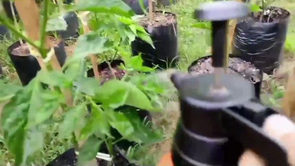 Tak cuma micin, ini trik merawat tanaman cabai agar subur dan berbuah lebat tambah 1 jenis minuman