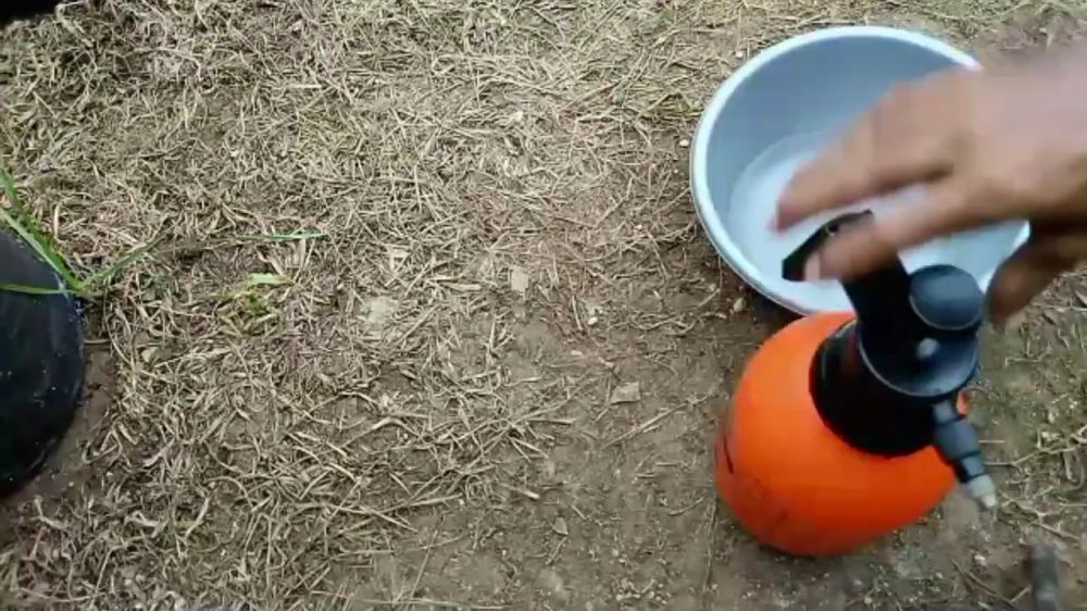 Tak cuma micin, ini trik merawat tanaman cabai agar subur dan berbuah lebat tambah 1 jenis minuman