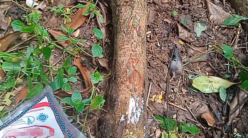 Cuma pakai 1 bumbu dapur, ini cara merawat pohon petai agar bunganya tidak rontok dan berbuah lebat