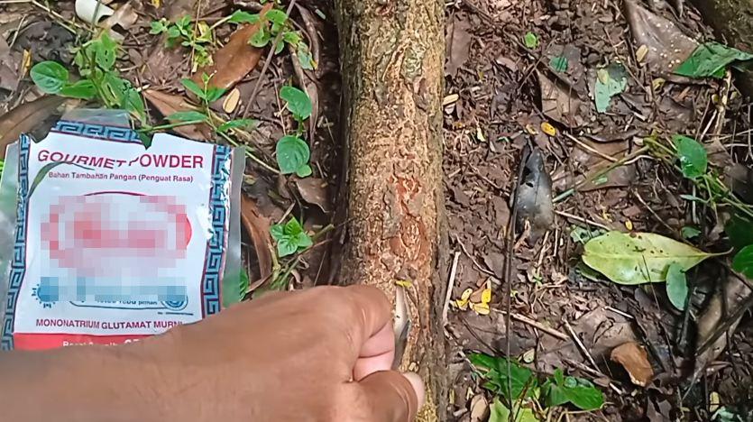 Cuma pakai 1 bumbu dapur, ini cara merawat pohon petai agar bunganya tidak rontok dan berbuah lebat