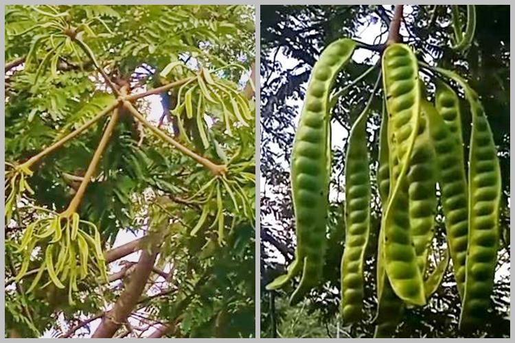 Cuma pakai 1 bumbu dapur, ini cara merawat pohon petai agar bunganya tidak rontok dan berbuah lebat