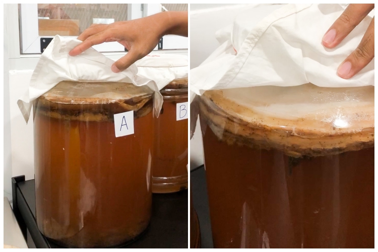 Manfaat kombucha dan pengakuan para penekun bisnis minuman teh 