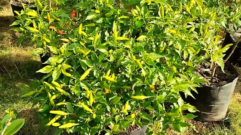 Tak cuma micin, ini trik merawat tanaman cabai agar subur dan berbuah lebat tambah 1 jenis minuman