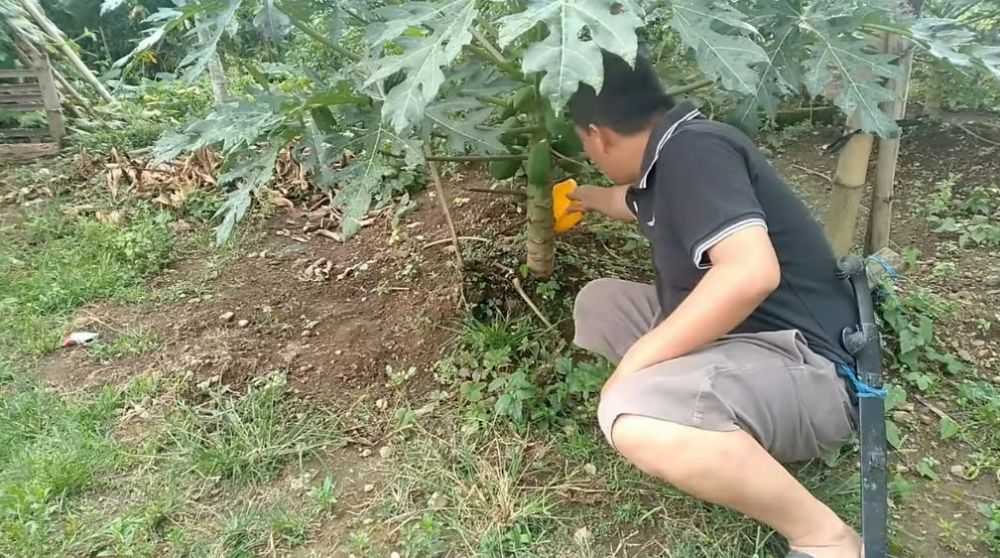 Tak perlu diberi garam, ini trik merawat pohon pepaya agar cepat berbuah dan rasanya manis