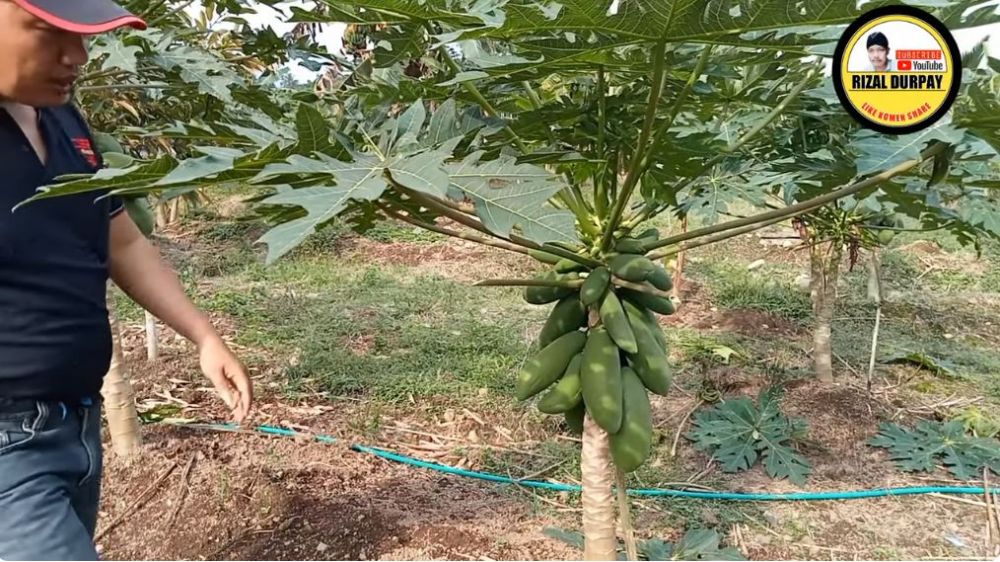 Tak perlu diberi garam, ini trik merawat pohon pepaya agar cepat berbuah dan rasanya manis