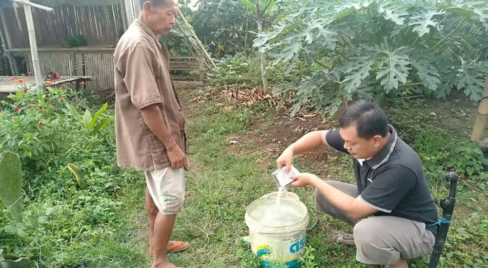 Tak perlu diberi garam, ini trik merawat pohon pepaya agar cepat berbuah dan rasanya manis