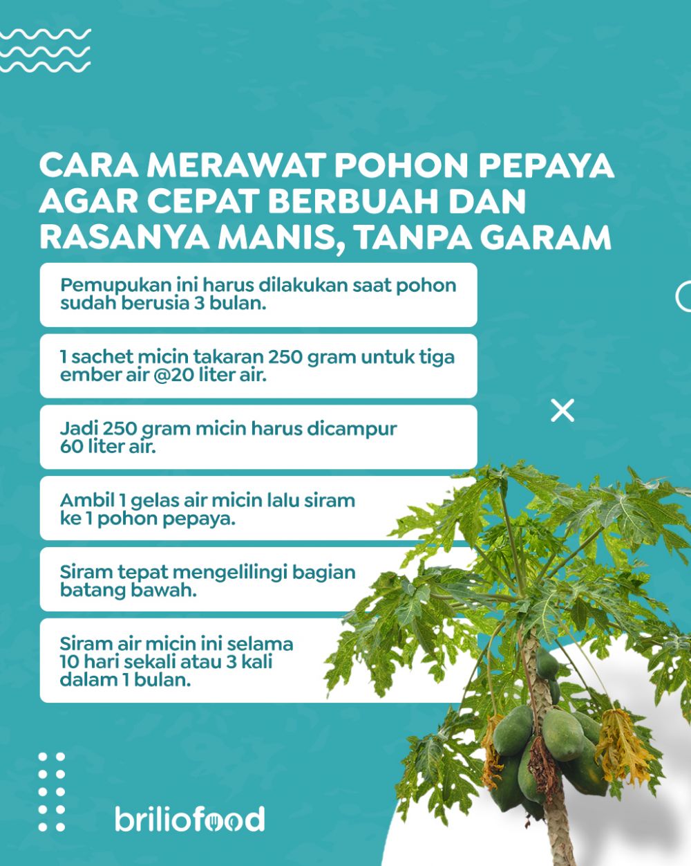 Tak perlu diberi garam, ini trik merawat pohon pepaya agar cepat berbuah dan rasanya manis