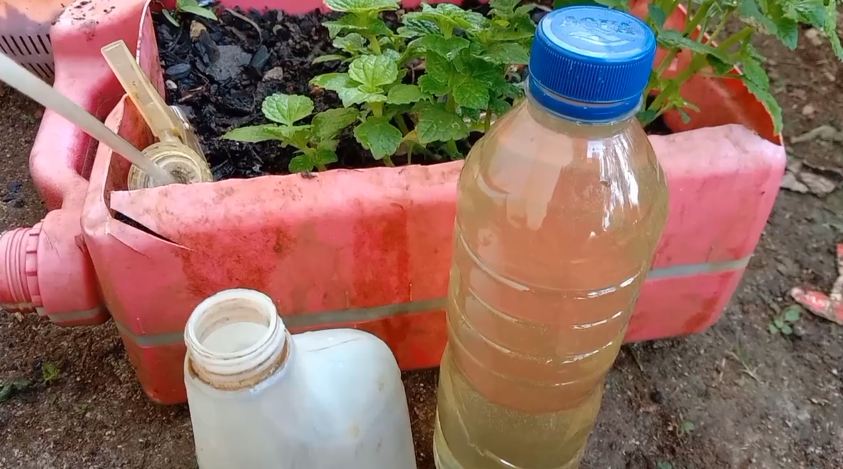 Bukan garam atau micin, ini trik merawat tanaman cabai agar berbuah banyak cuma pakai 1 bahan dapur