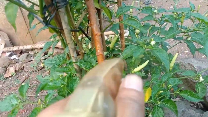 Bukan garam atau micin, ini trik merawat tanaman cabai agar berbuah banyak cuma pakai 1 bahan dapur