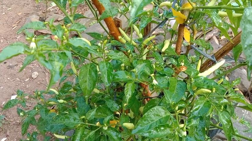 Bukan garam atau micin, ini trik merawat tanaman cabai agar berbuah banyak cuma pakai 1 bahan dapur