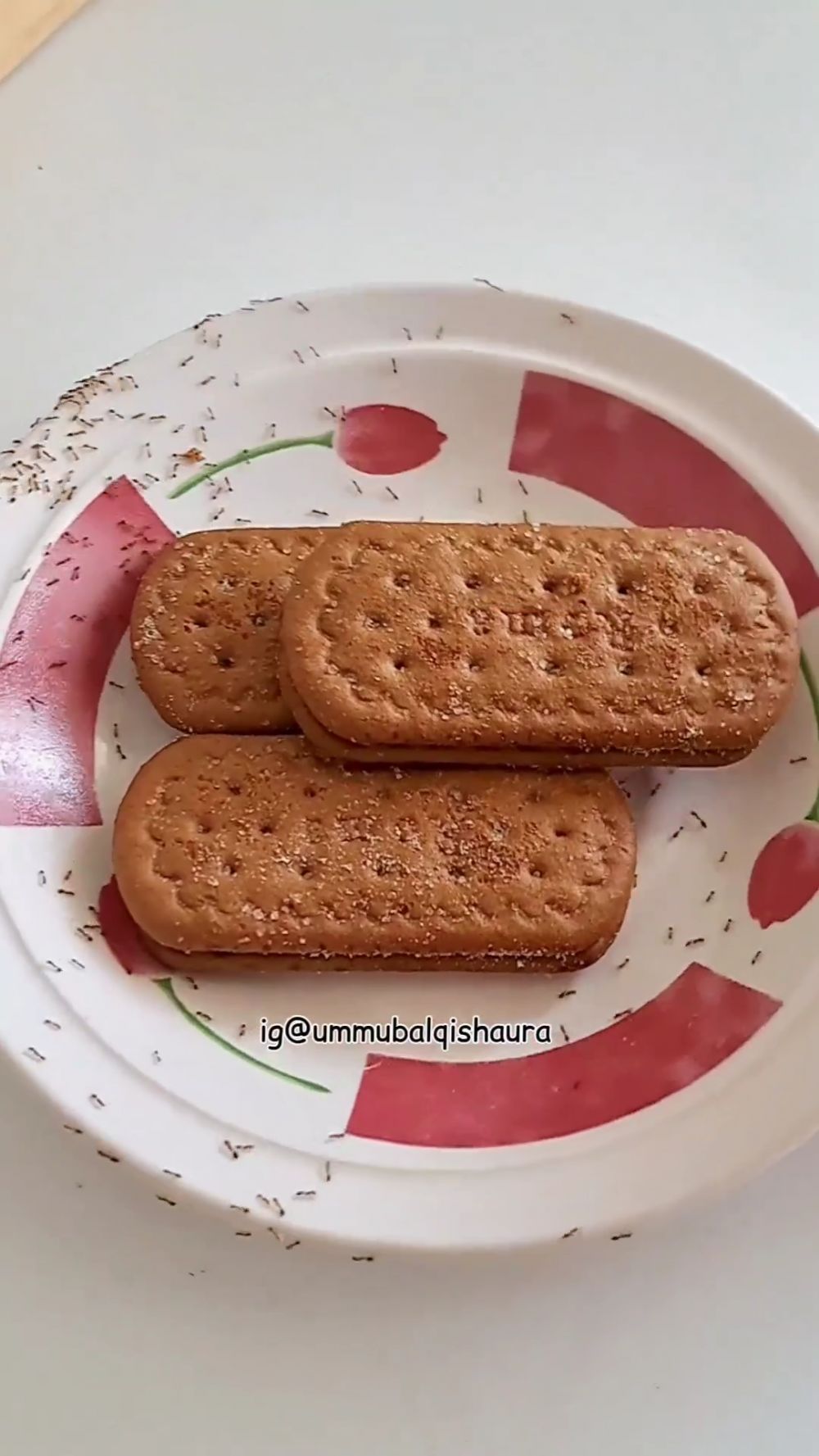 Tak perlu dibunuh, ini cara ampuh mengusir semut di makanan cuma pakai 1 bahan dapur