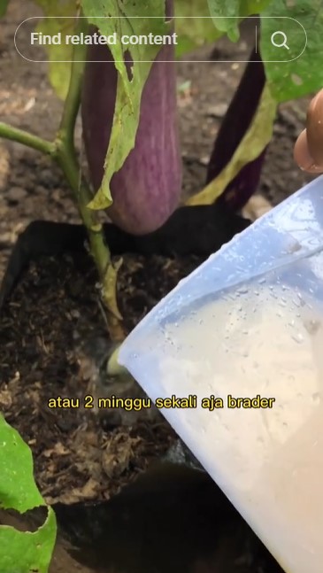 Tanpa micin atau garam, ini trik merawat tanaman terong agar cepat berbuah cuma pakai 3 bahan dapur