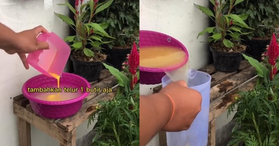 Tanpa micin atau garam, ini trik merawat tanaman terong agar cepat berbuah cuma pakai 3 bahan dapur