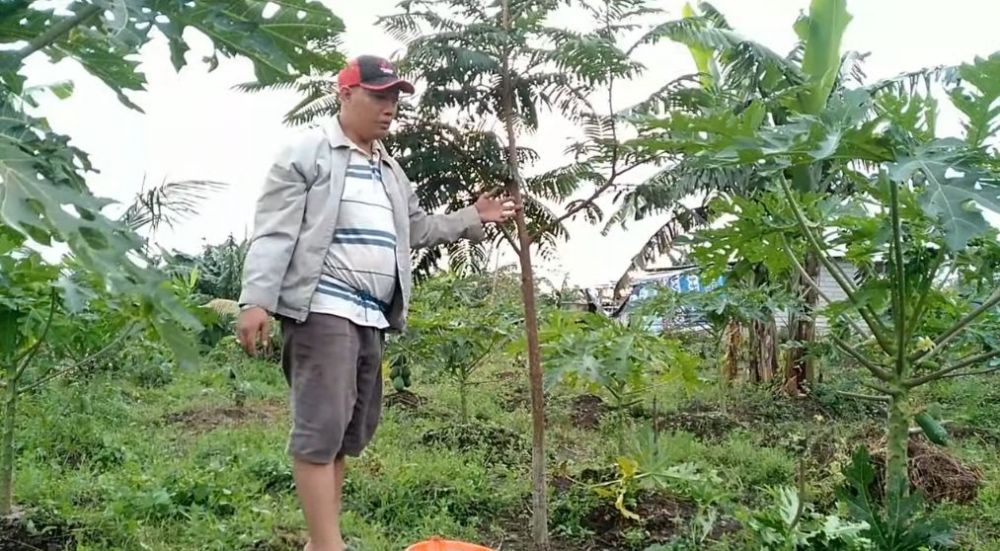 Tanpa micin atau air cucian beras, ini trik agar pohon petai cepat berbuah lebat dan tak mudah rontok