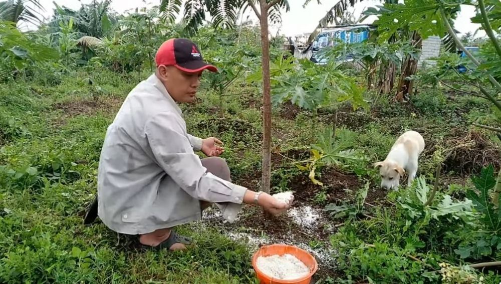 Tanpa micin atau air cucian beras, ini trik agar pohon petai cepat berbuah lebat dan tak mudah rontok