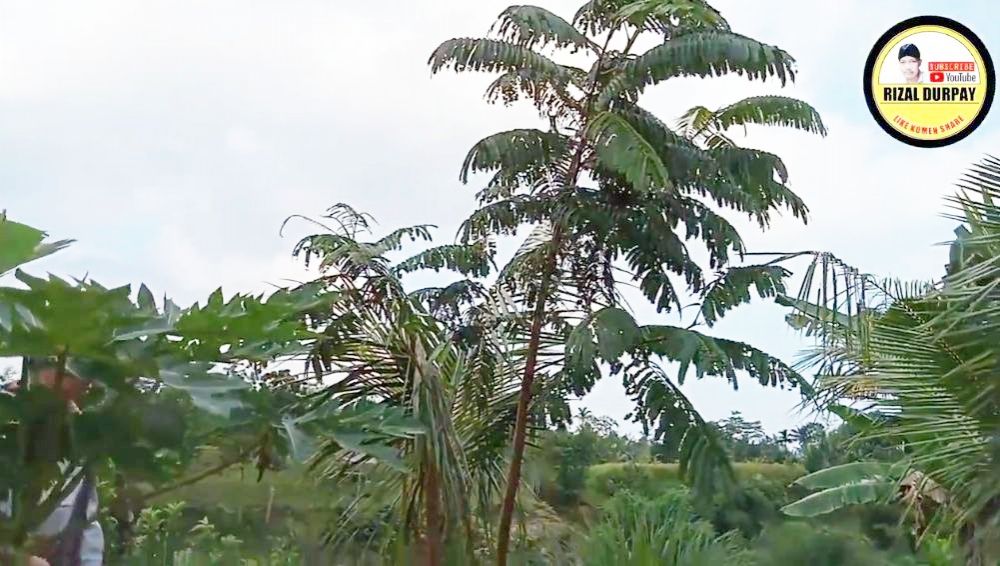 Tanpa micin atau air cucian beras, ini trik agar pohon petai cepat berbuah lebat dan tak mudah rontok